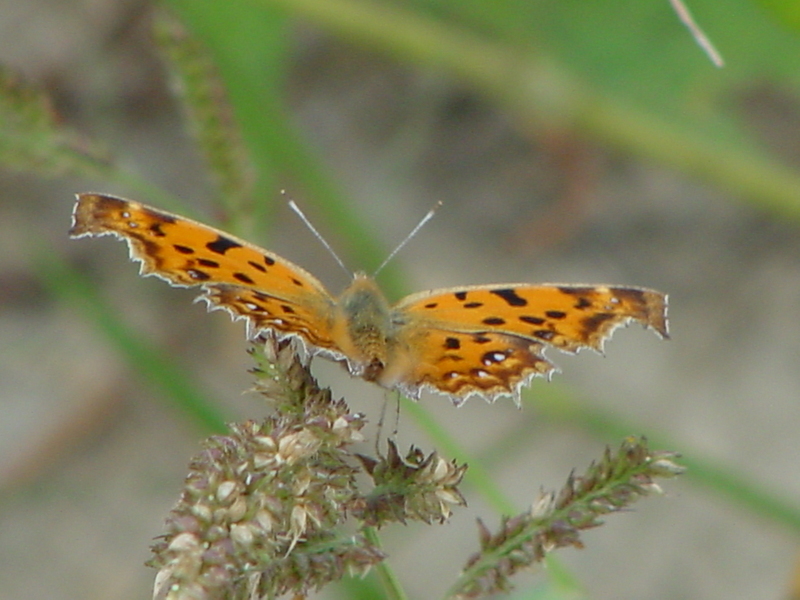 Asian Comma Butterfly; DISPLAY FULL IMAGE.