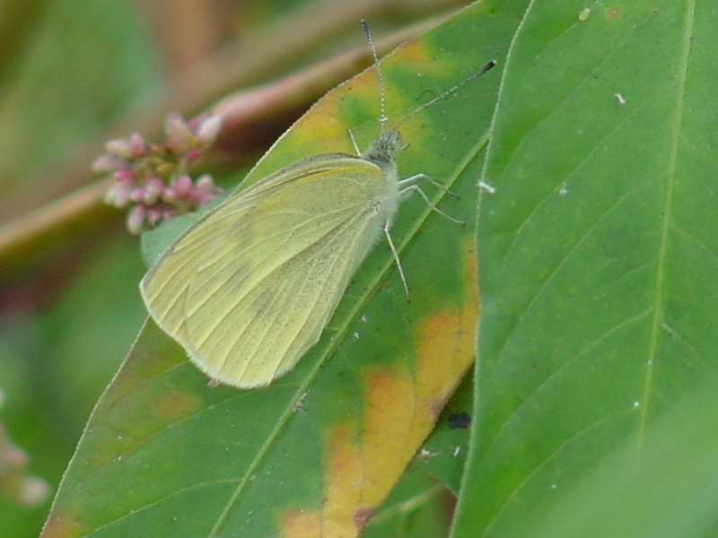white butterfly; DISPLAY FULL IMAGE.