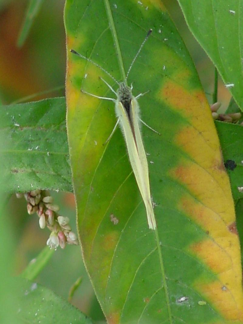 white butterfly; DISPLAY FULL IMAGE.