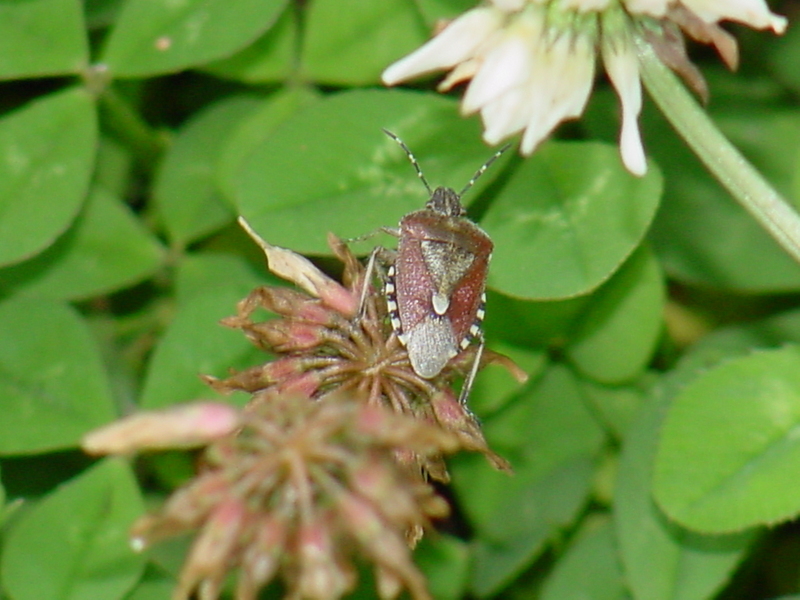 Shield bug -- 알락수염노린재 Dolycoris baccarum (Sloe Bug); DISPLAY FULL IMAGE.