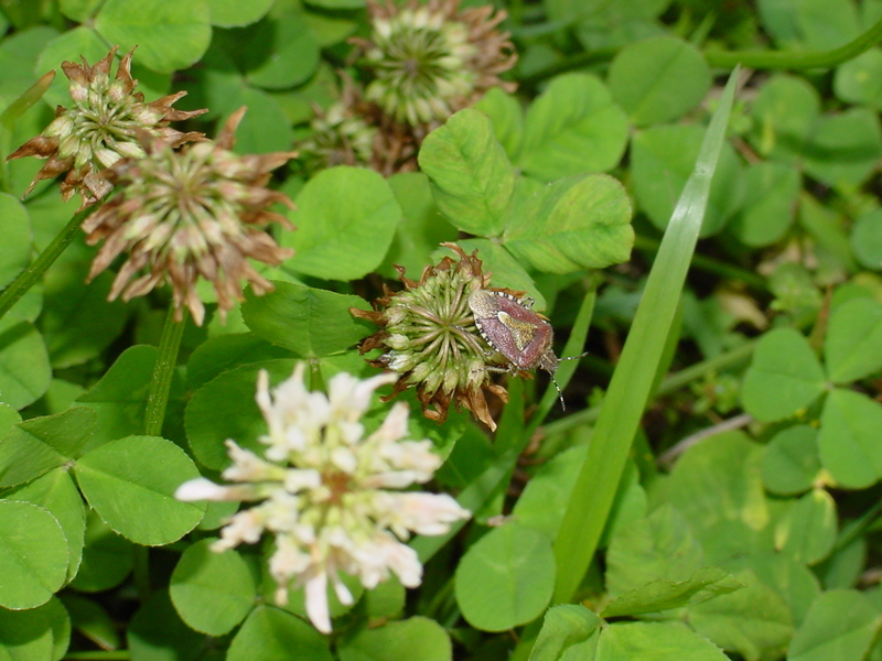 Shield bug -- 알락수염노린재 Dolycoris baccarum (Sloe Bug); DISPLAY FULL IMAGE.