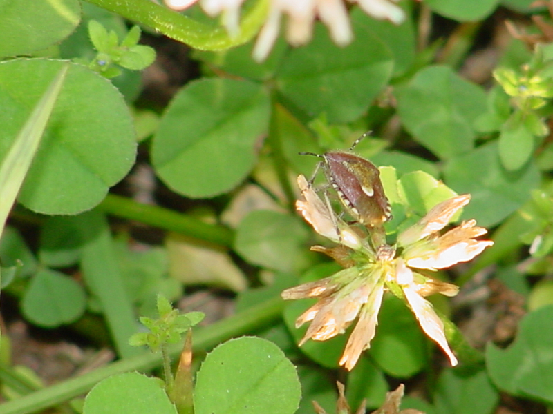 Shield bug -- 알락수염노린재 Dolycoris baccarum (Sloe Bug); DISPLAY FULL IMAGE.