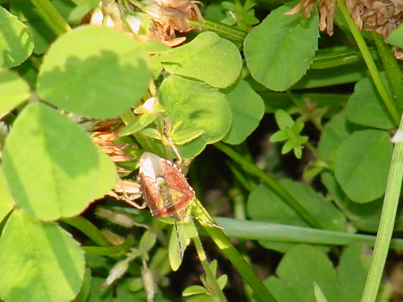 Shield bug -- 알락수염노린재 Dolycoris baccarum (Sloe Bug); DISPLAY FULL IMAGE.