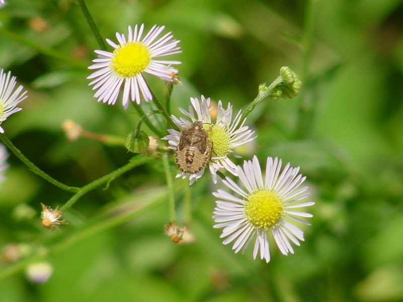 Shield bug; DISPLAY FULL IMAGE.