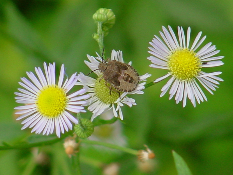 Shield bug; DISPLAY FULL IMAGE.