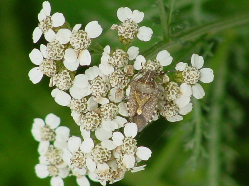 Shield bug; DISPLAY FULL IMAGE.