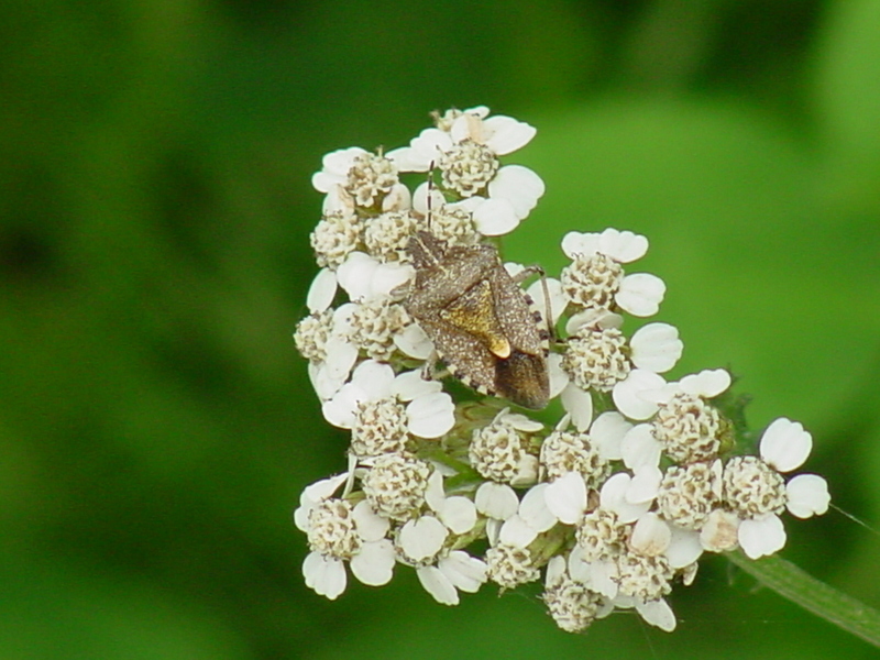 Shield bug; DISPLAY FULL IMAGE.