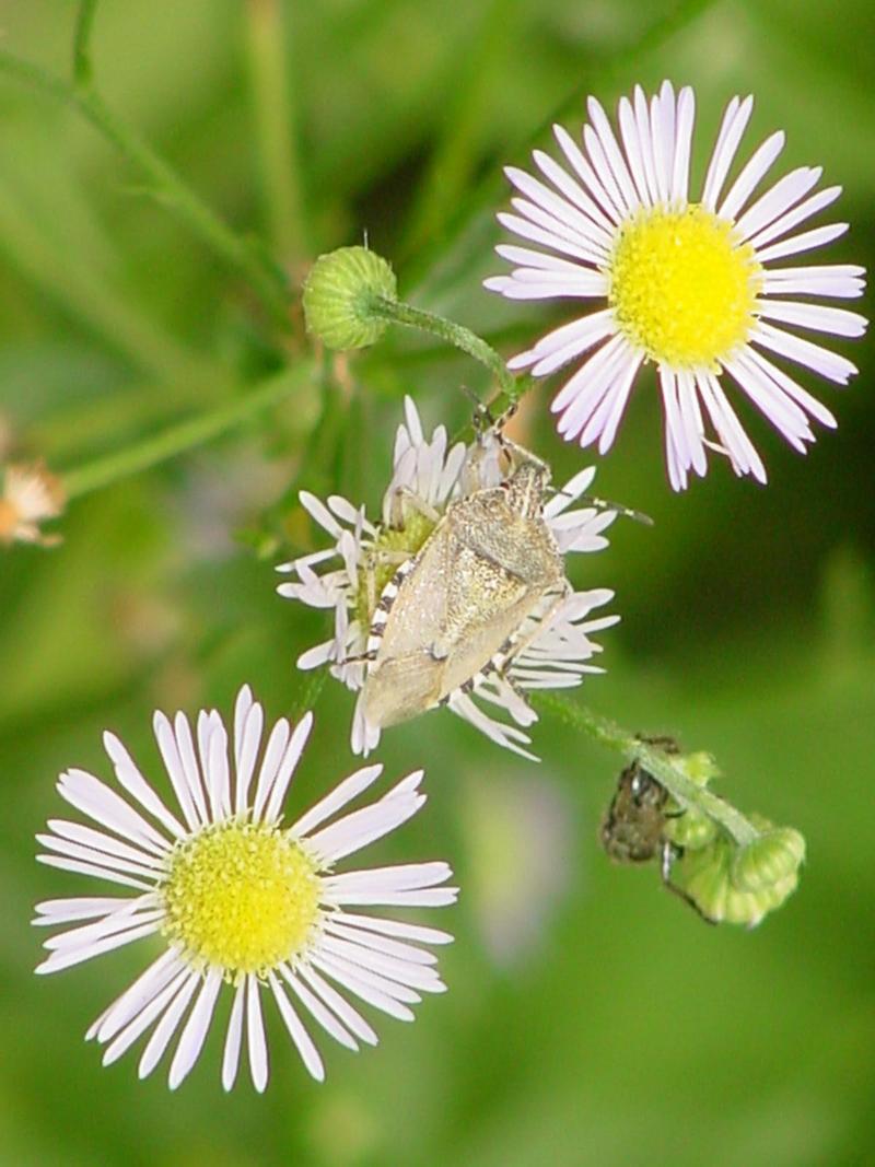 Shield bug; DISPLAY FULL IMAGE.