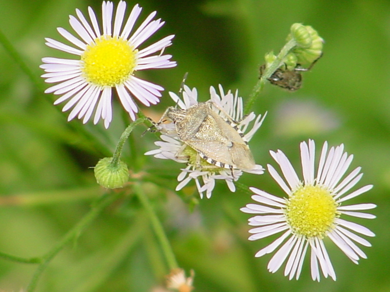 Shield bug; DISPLAY FULL IMAGE.