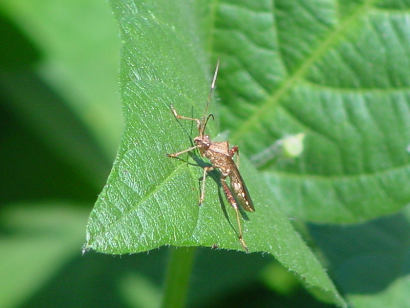 Shield bug (?); DISPLAY FULL IMAGE.