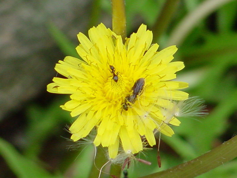 Ant and a fly; DISPLAY FULL IMAGE.