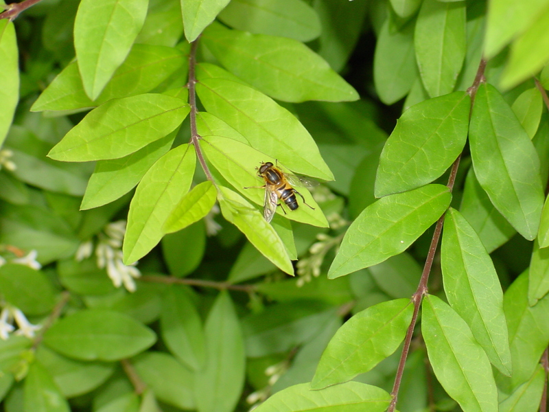 Horsefly (?); DISPLAY FULL IMAGE.