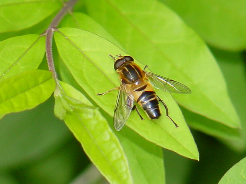 Horsefly (?); DISPLAY FULL IMAGE.