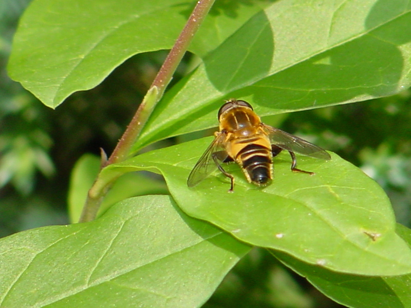 Horsefly (?); DISPLAY FULL IMAGE.