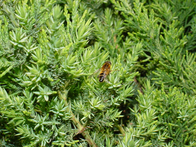 Horsefly (?); DISPLAY FULL IMAGE.