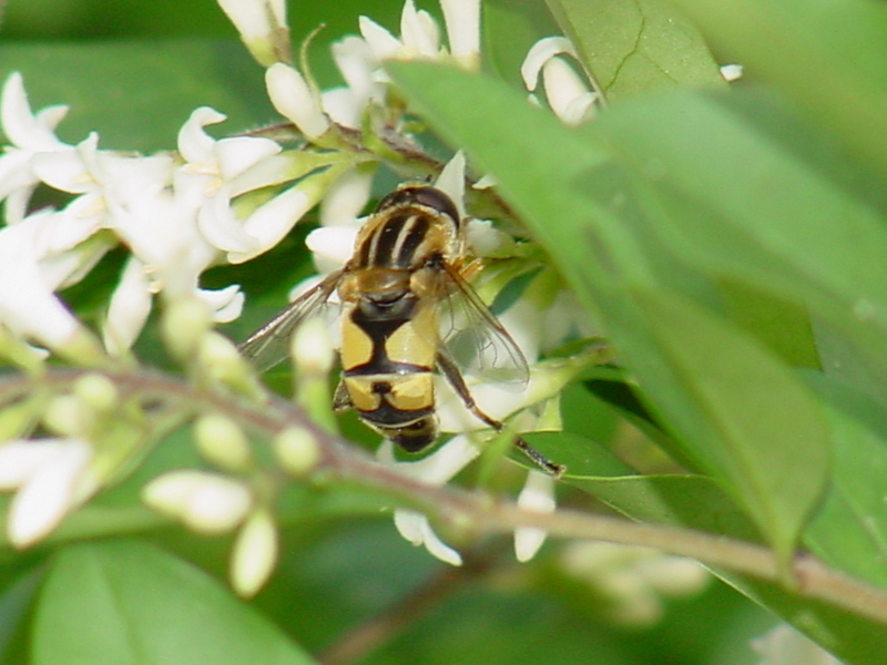 Horsefly (?); DISPLAY FULL IMAGE.