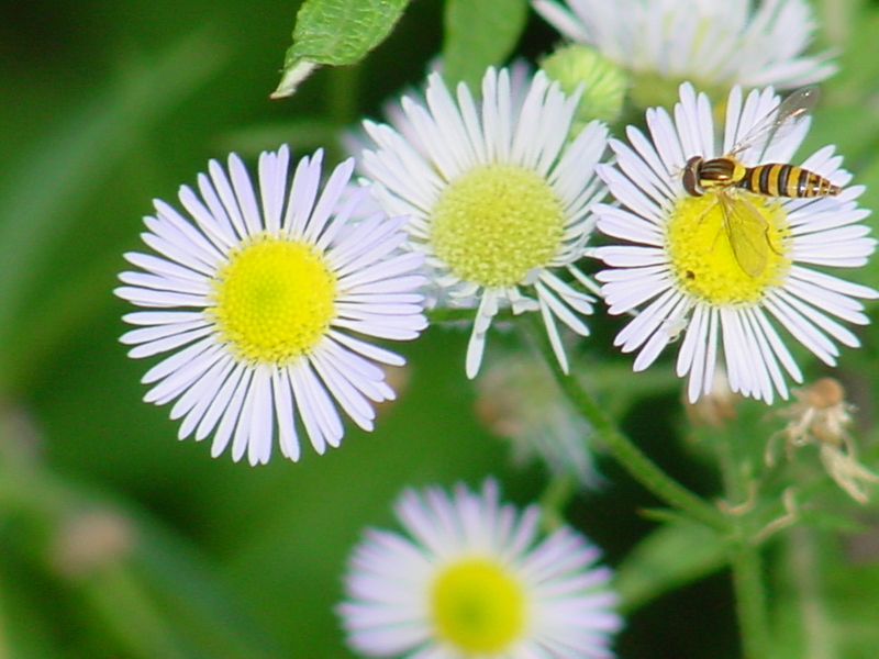 Horsefly (?); DISPLAY FULL IMAGE.