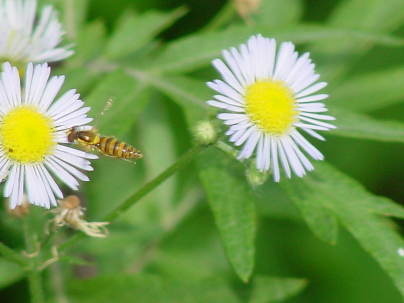 Horsefly (?); DISPLAY FULL IMAGE.