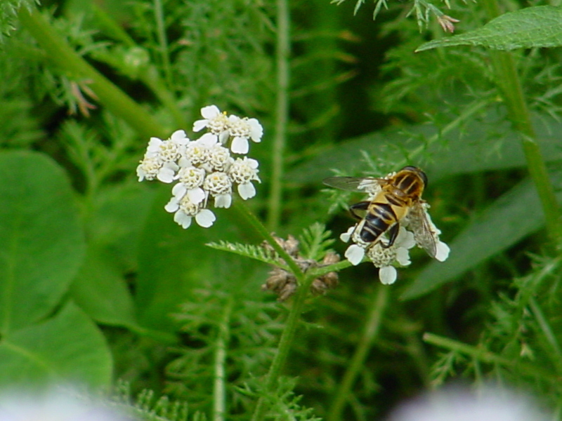 Horsefly (?); DISPLAY FULL IMAGE.