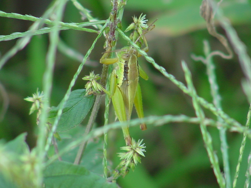 Grasshopper; DISPLAY FULL IMAGE.