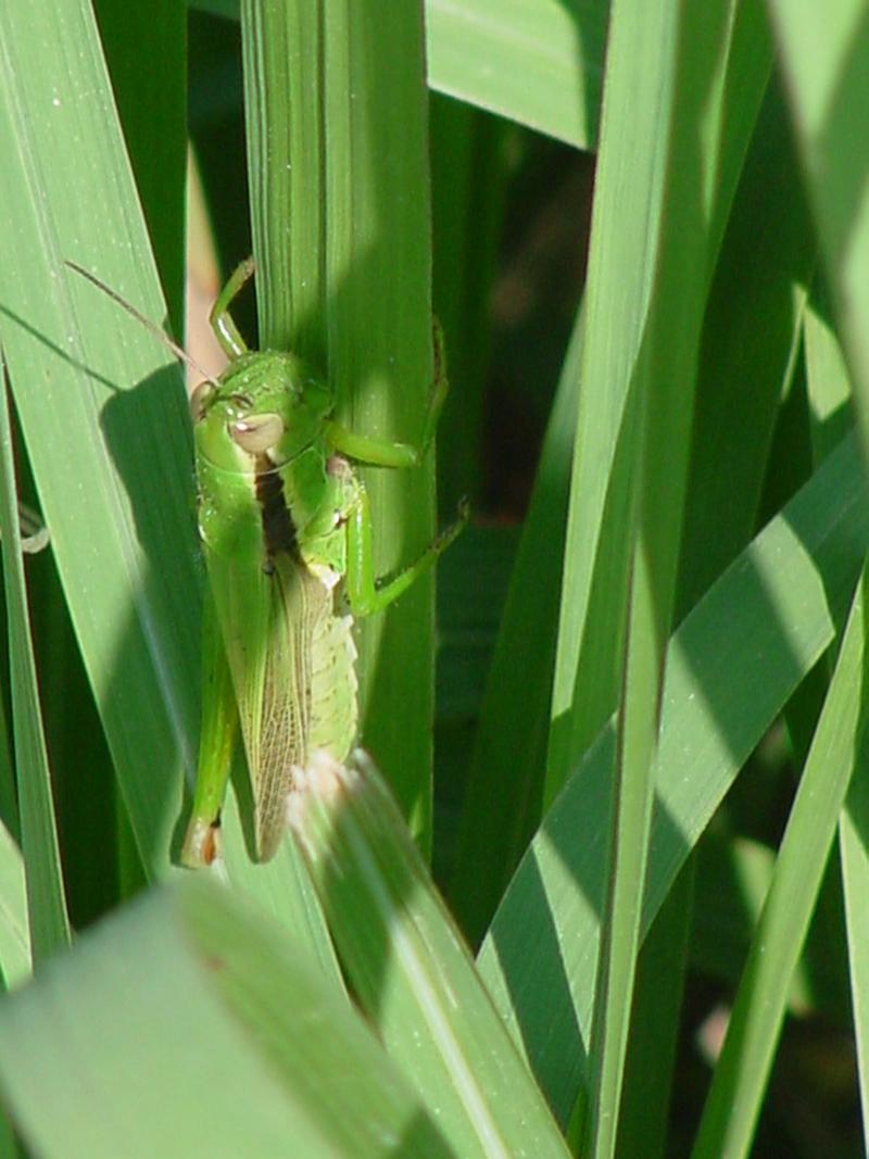 Grasshopper; DISPLAY FULL IMAGE.