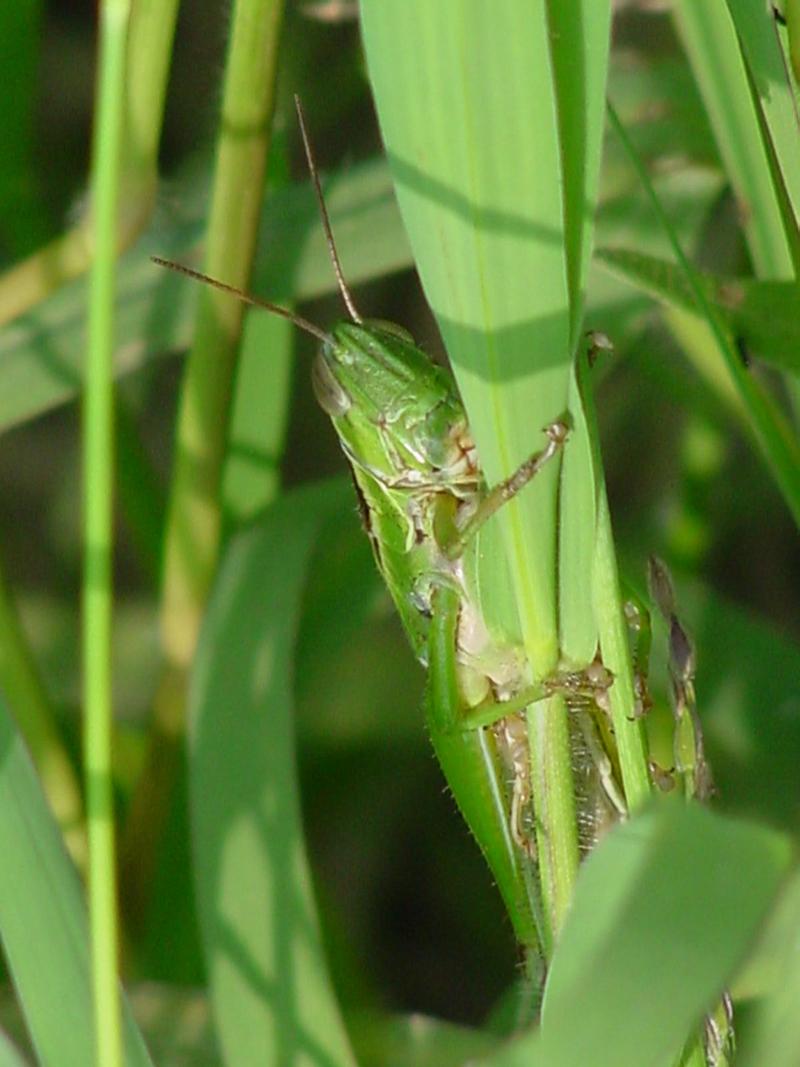 Grasshopper; DISPLAY FULL IMAGE.