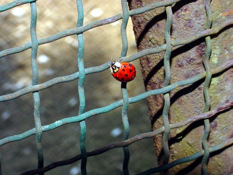 Ladybug; DISPLAY FULL IMAGE.