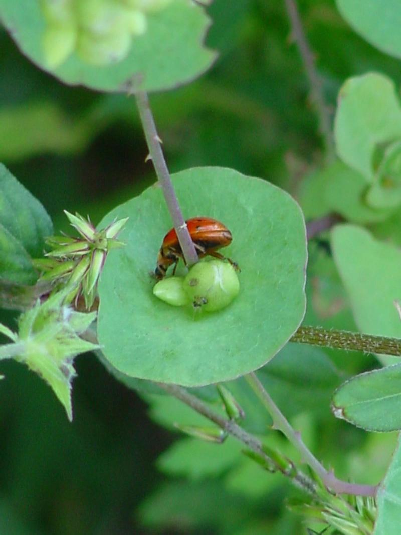Ladybug; DISPLAY FULL IMAGE.