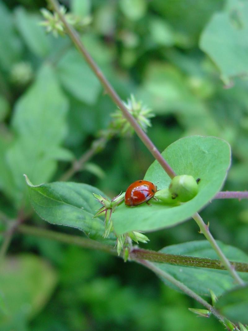 Ladybug; DISPLAY FULL IMAGE.