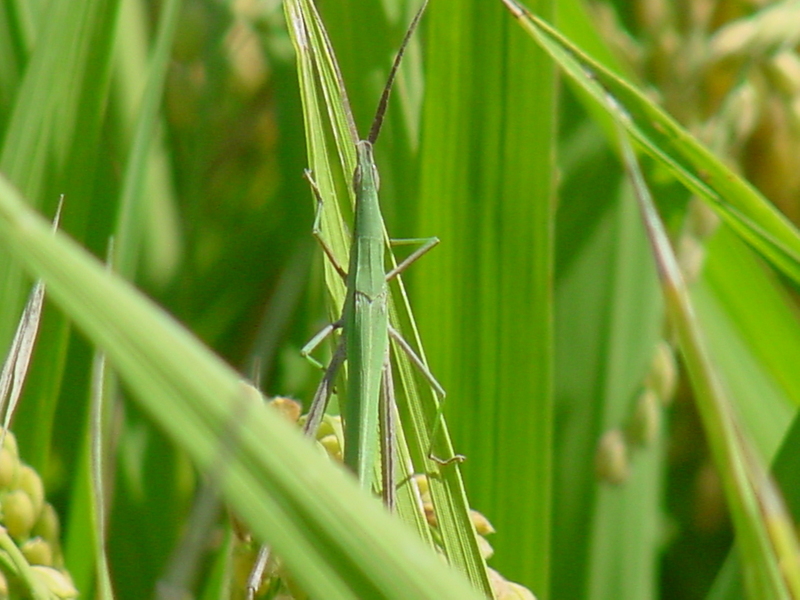 Korean long-headed grasshopper; DISPLAY FULL IMAGE.