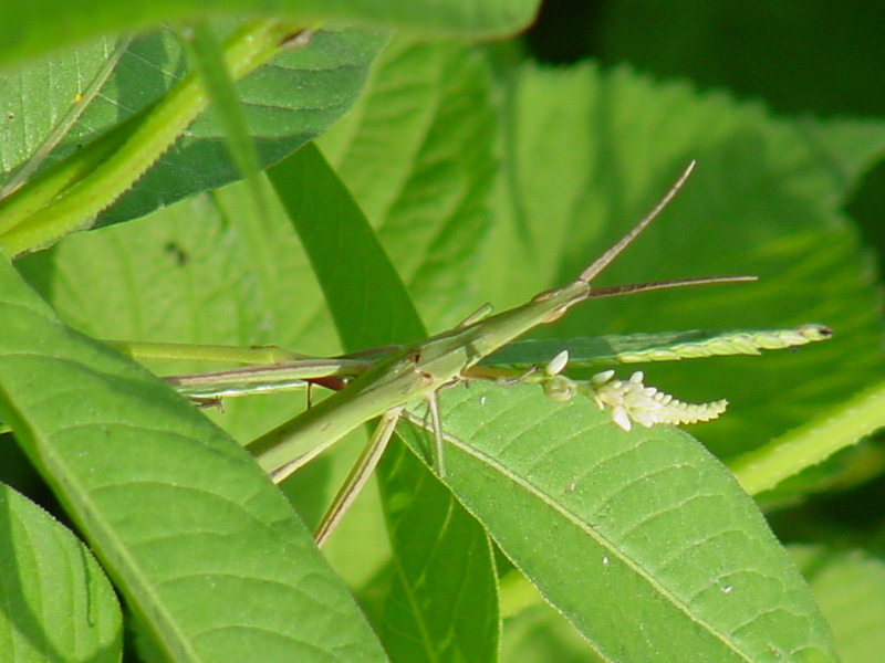 Korean long-headed grasshopper; DISPLAY FULL IMAGE.