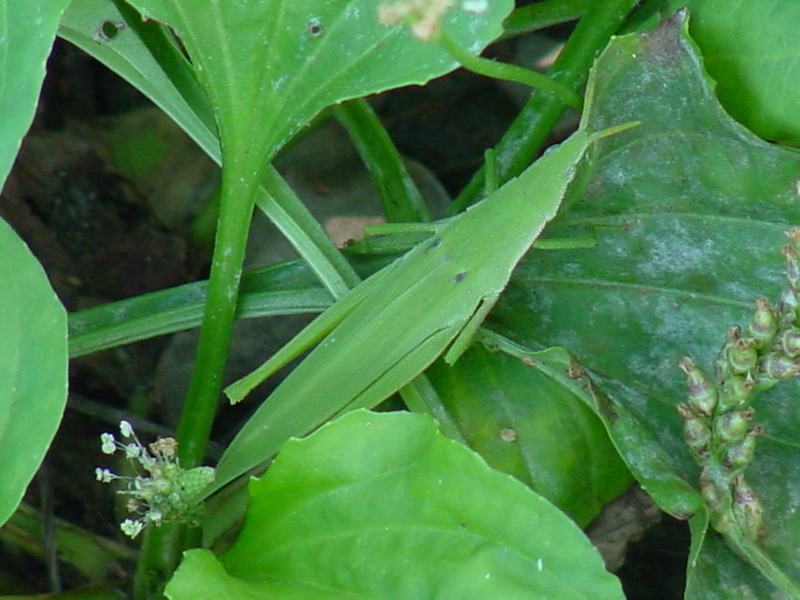 Differentiate grasshopper; DISPLAY FULL IMAGE.