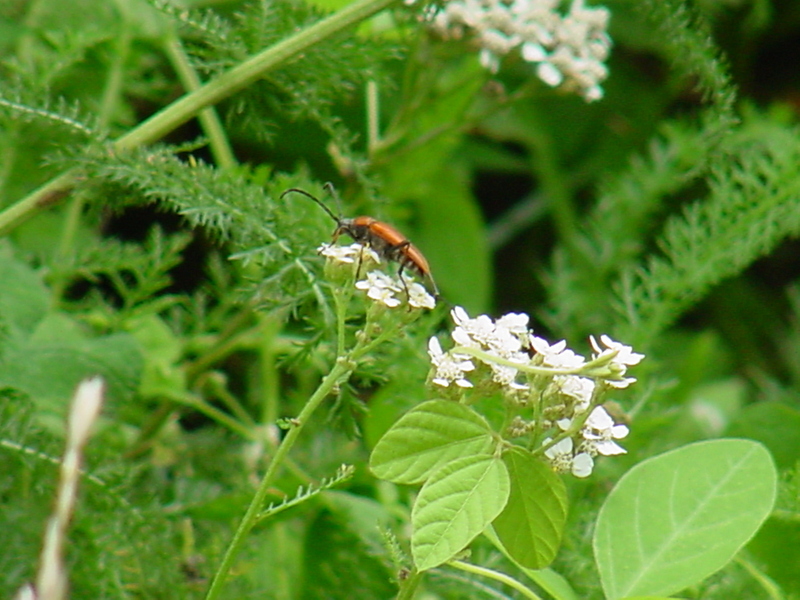 Red longhorn beetle; DISPLAY FULL IMAGE.