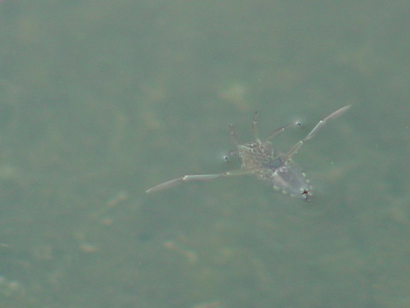 Three-spotted backswimmer (Notonecta triguttata) {!--송장헤엄치게-->; DISPLAY FULL IMAGE.