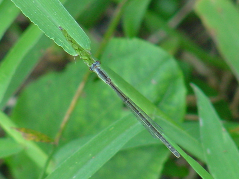 Damselfly; DISPLAY FULL IMAGE.