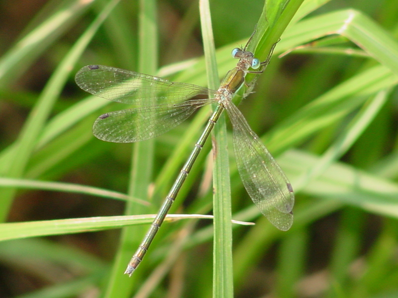 Damselfly; DISPLAY FULL IMAGE.