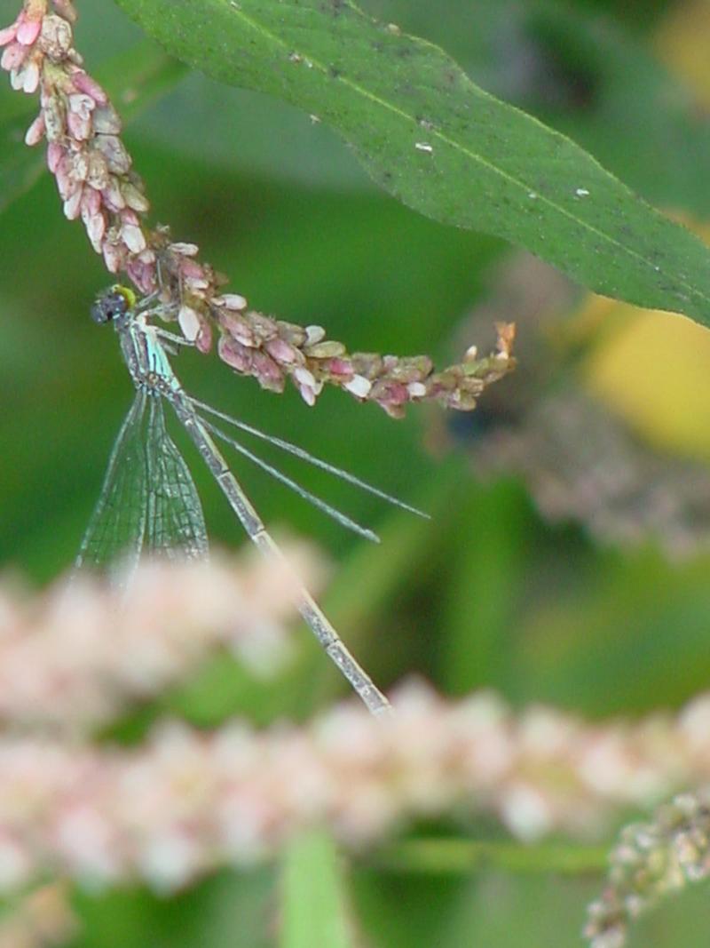 Damselfly; DISPLAY FULL IMAGE.