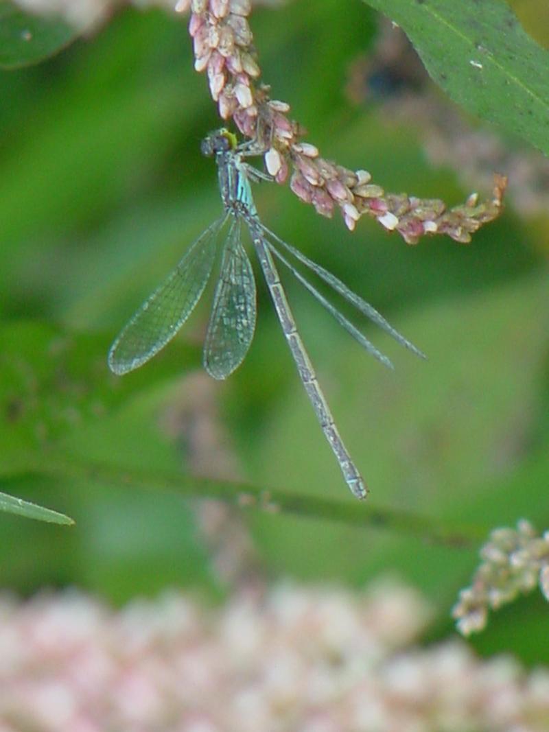 Damselfly; DISPLAY FULL IMAGE.