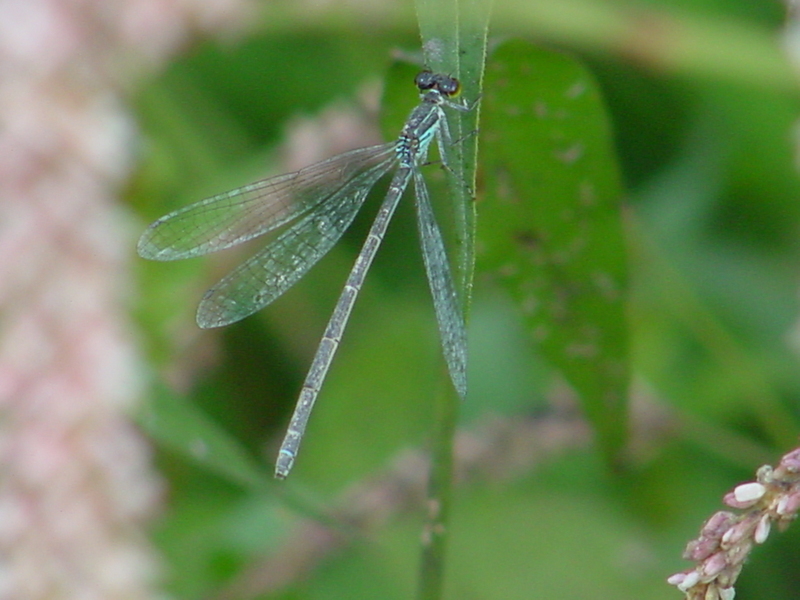 Damselfly; DISPLAY FULL IMAGE.