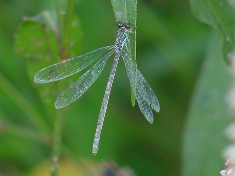 Damselfly; DISPLAY FULL IMAGE.