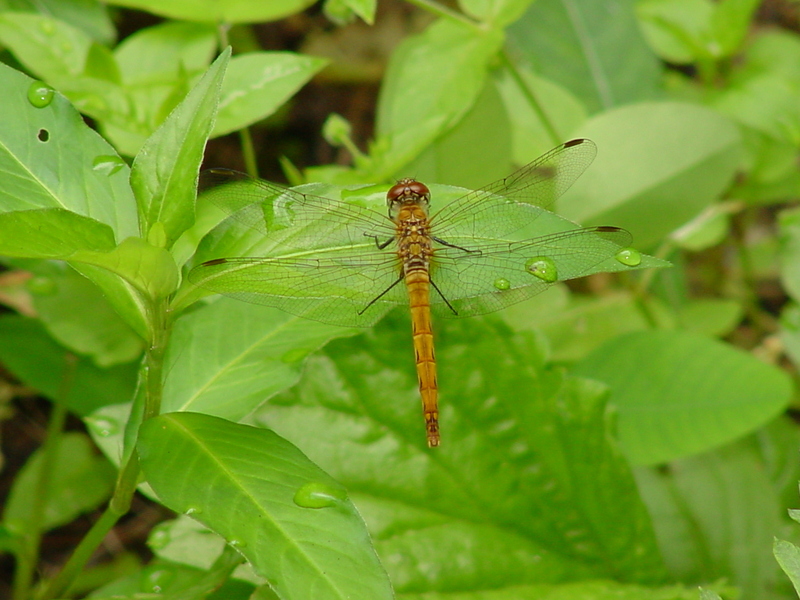 Common Darter (Dragonfly); DISPLAY FULL IMAGE.