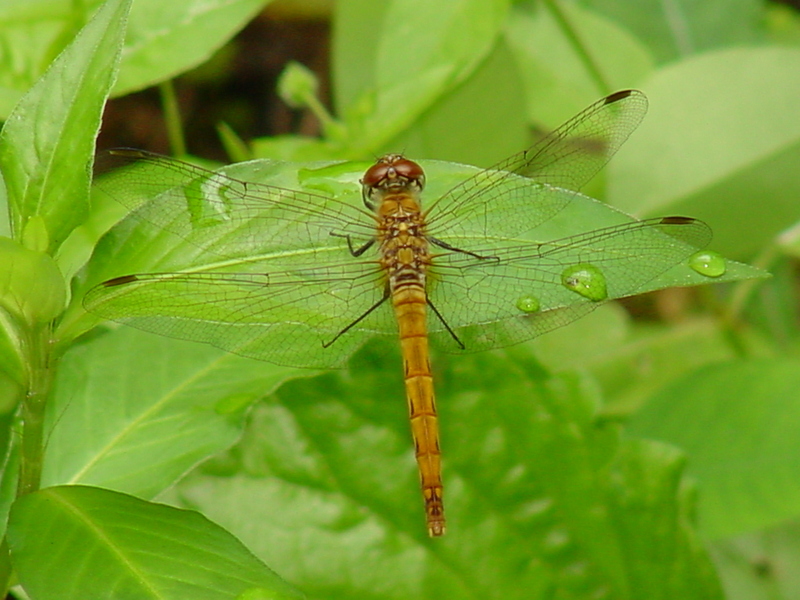 Common Darter (Dragonfly); DISPLAY FULL IMAGE.