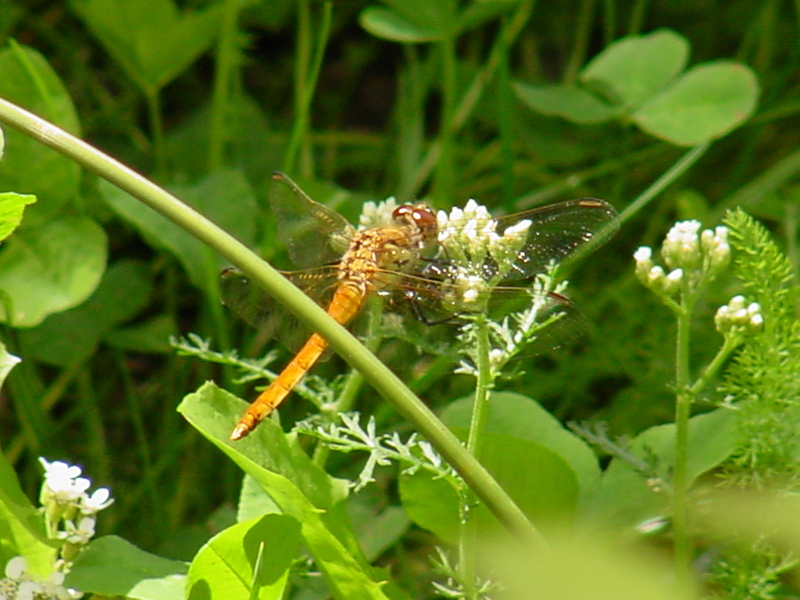 Common Darter (Dragonfly); DISPLAY FULL IMAGE.