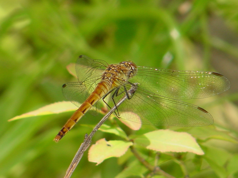 Common Darter (Dragonfly); DISPLAY FULL IMAGE.