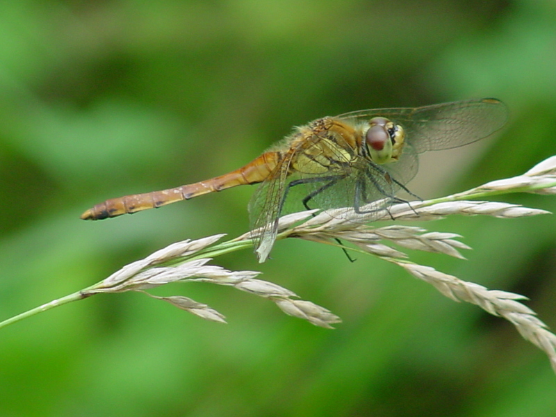 Common Darter (Dragonfly); DISPLAY FULL IMAGE.