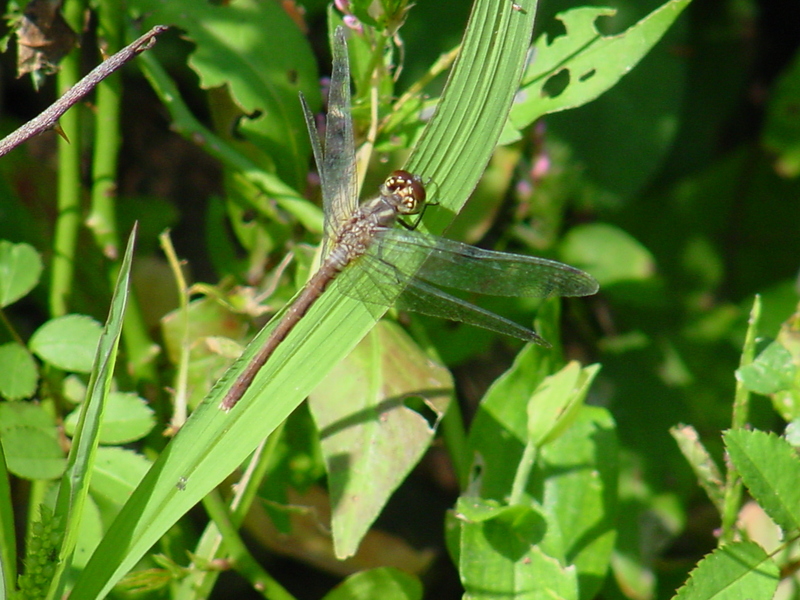 Dragonfly; DISPLAY FULL IMAGE.