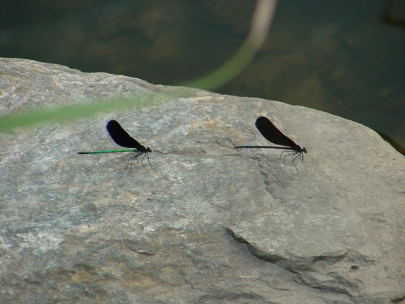 black-winged damselflies {!--검은물잠자리-->; DISPLAY FULL IMAGE.