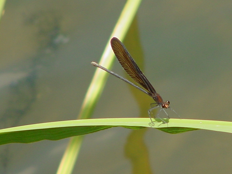 Black-winged damselfly {!--검은물잠자리-->; DISPLAY FULL IMAGE.