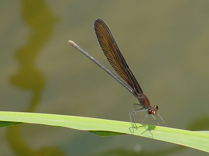 Black-winged damselfly {!--검은물잠자리-->; DISPLAY FULL IMAGE.