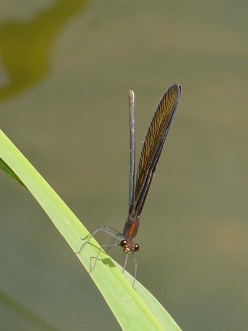 검은물잠자리 (Black-winged damselfly); DISPLAY FULL IMAGE.